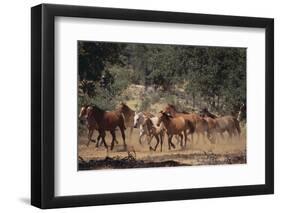 Wild Horses-DLILLC-Framed Photographic Print