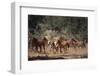 Wild Horses-DLILLC-Framed Photographic Print