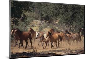 Wild Horses-DLILLC-Mounted Photographic Print