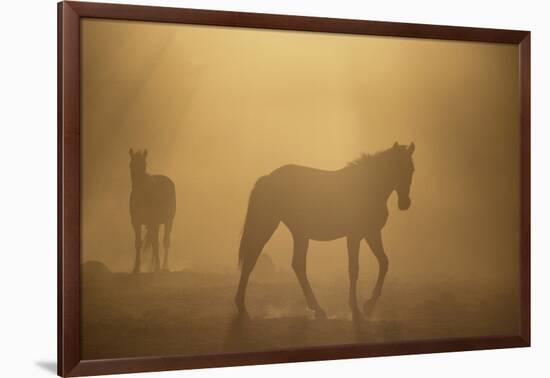 Wild Horses-DLILLC-Framed Photographic Print