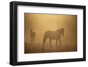 Wild Horses-DLILLC-Framed Photographic Print