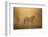 Wild Horses-DLILLC-Framed Photographic Print