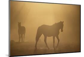 Wild Horses-DLILLC-Mounted Photographic Print