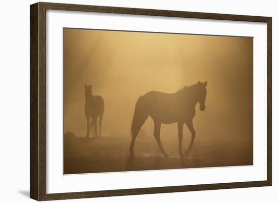 Wild Horses-DLILLC-Framed Photographic Print