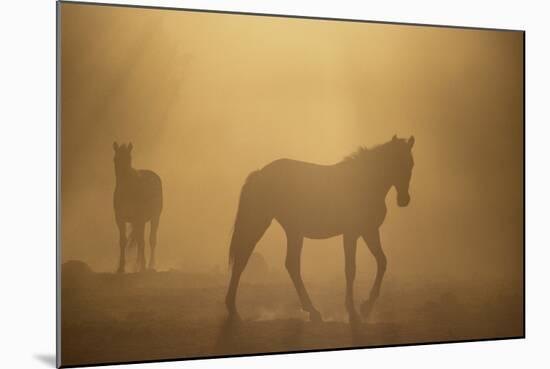 Wild Horses-DLILLC-Mounted Photographic Print