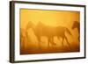 Wild Horses-DLILLC-Framed Photographic Print