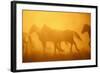 Wild Horses-DLILLC-Framed Photographic Print