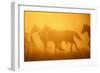 Wild Horses-DLILLC-Framed Photographic Print