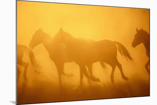 Wild Horses-DLILLC-Mounted Photographic Print