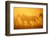 Wild Horses-DLILLC-Framed Photographic Print