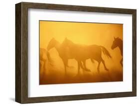 Wild Horses-DLILLC-Framed Photographic Print