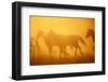 Wild Horses-DLILLC-Framed Photographic Print