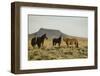 Wild Horses-DLILLC-Framed Photographic Print