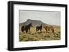 Wild Horses-DLILLC-Framed Photographic Print