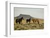 Wild Horses-DLILLC-Framed Photographic Print