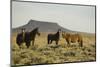 Wild Horses-DLILLC-Mounted Photographic Print