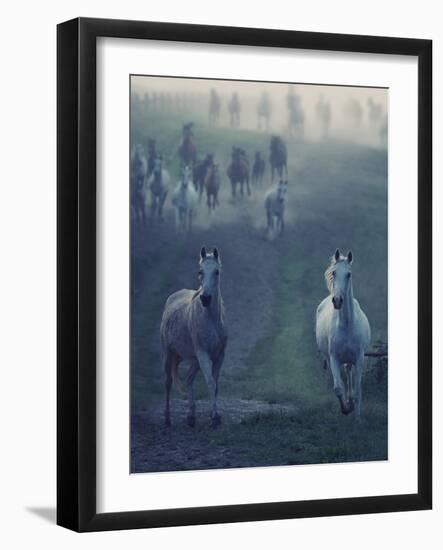 Wild Horses-conrado-Framed Photographic Print