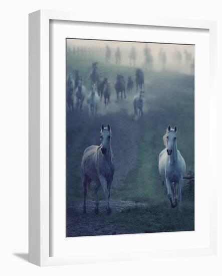 Wild Horses-conrado-Framed Photographic Print