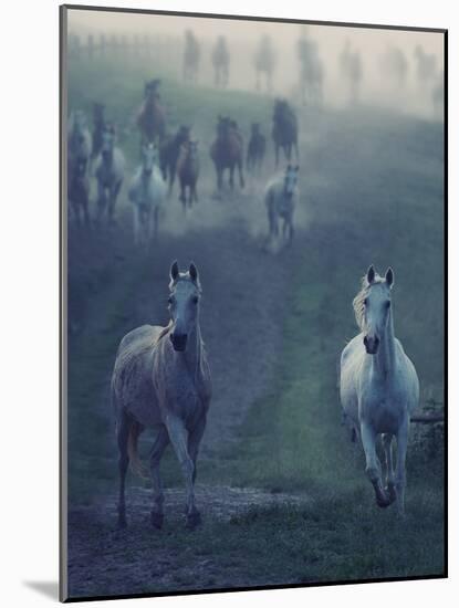 Wild Horses-conrado-Mounted Photographic Print