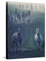 Wild Horses-conrado-Stretched Canvas