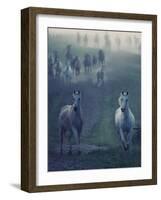 Wild Horses-conrado-Framed Photographic Print