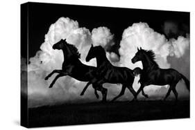Wild Horses-Samantha Carter-Stretched Canvas