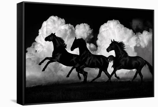 Wild Horses-Samantha Carter-Framed Stretched Canvas