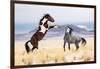 Wild Horses-Jason Hutchison-Framed Photographic Print