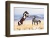 Wild Horses-Jason Hutchison-Framed Photographic Print