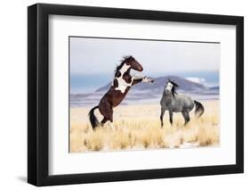 Wild Horses-Jason Hutchison-Framed Photographic Print