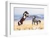 Wild Horses-Jason Hutchison-Framed Photographic Print