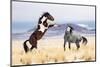 Wild Horses-Jason Hutchison-Mounted Photographic Print