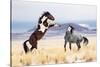 Wild Horses-Jason Hutchison-Stretched Canvas