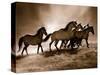 Wild Horses-Lisa Dearing-Stretched Canvas