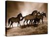 Wild Horses-Lisa Dearing-Stretched Canvas