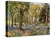 Wild Hyacinths in a Surrey Copse, 1906-Florence A Saltmer-Stretched Canvas