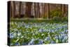 Wild Hyacinths in Forest-Ivonnewierink-Stretched Canvas