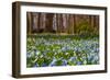 Wild Hyacinths in Forest-Ivonnewierink-Framed Photographic Print