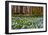 Wild Hyacinths in Forest-Ivonnewierink-Framed Photographic Print