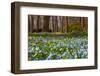 Wild Hyacinths in Forest-Ivonnewierink-Framed Photographic Print