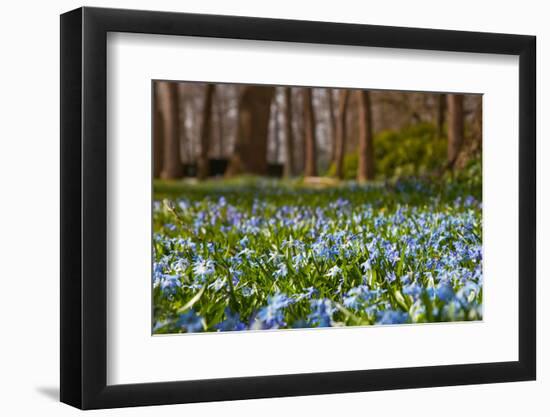 Wild Hyacinths in Forest-Ivonnewierink-Framed Photographic Print