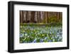 Wild Hyacinths in Forest-Ivonnewierink-Framed Photographic Print