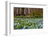 Wild Hyacinths in Forest-Ivonnewierink-Framed Photographic Print