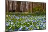 Wild Hyacinths in Forest-Ivonnewierink-Mounted Photographic Print