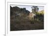 Wild Iberian Lynx (Lynx Pardinus) Male, Sierra De Andújar Natural Park, Andalusia, Spain, May-Oxford-Framed Premium Photographic Print