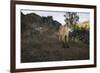 Wild Iberian Lynx (Lynx Pardinus) Male, Sierra De Andújar Natural Park, Andalusia, Spain, May-Oxford-Framed Premium Photographic Print