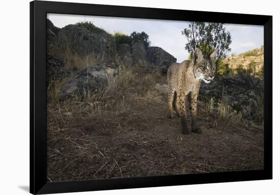 Wild Iberian Lynx (Lynx Pardinus) Male, Sierra De Andújar Natural Park, Andalusia, Spain, May-Oxford-Framed Premium Photographic Print