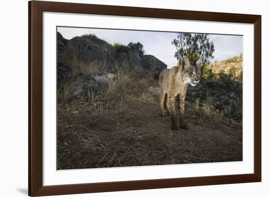 Wild Iberian Lynx (Lynx Pardinus) Male, Sierra De Andújar Natural Park, Andalusia, Spain, May-Oxford-Framed Photographic Print