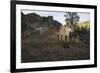 Wild Iberian Lynx (Lynx Pardinus) Male, Sierra De Andújar Natural Park, Andalusia, Spain, May-Oxford-Framed Photographic Print