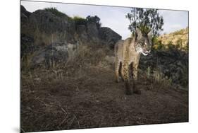 Wild Iberian Lynx (Lynx Pardinus) Male, Sierra De Andújar Natural Park, Andalusia, Spain, May-Oxford-Mounted Photographic Print